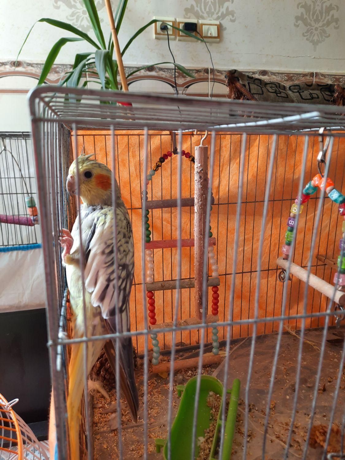 عروس هلندی سخنگو وعادی یک جفت طوطی برزیلی|پرنده|آبیک, |دیوار