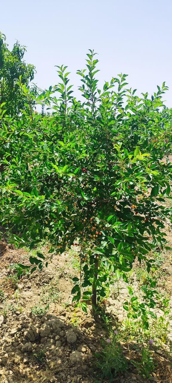باغچه ۷۰۰متری با درختان مثمر (تنکمان)|فروش زمین و ملک کلنگی|کرج, کوی کارمندان جنوبی|دیوار