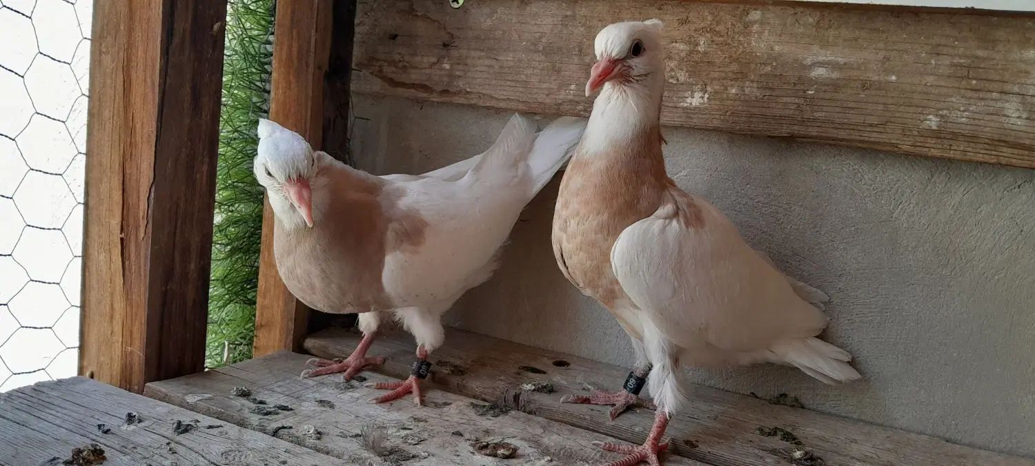 کبوتر جفت جوجه طوقی . خرقه.  سینه ای نر و ماده|پرنده|اصفهان, پروین|دیوار