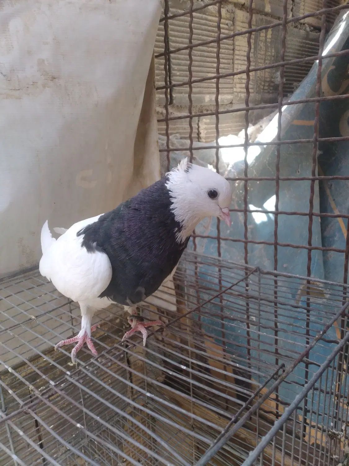 کبوتر|پرنده|اصفهان, کوجان|دیوار
