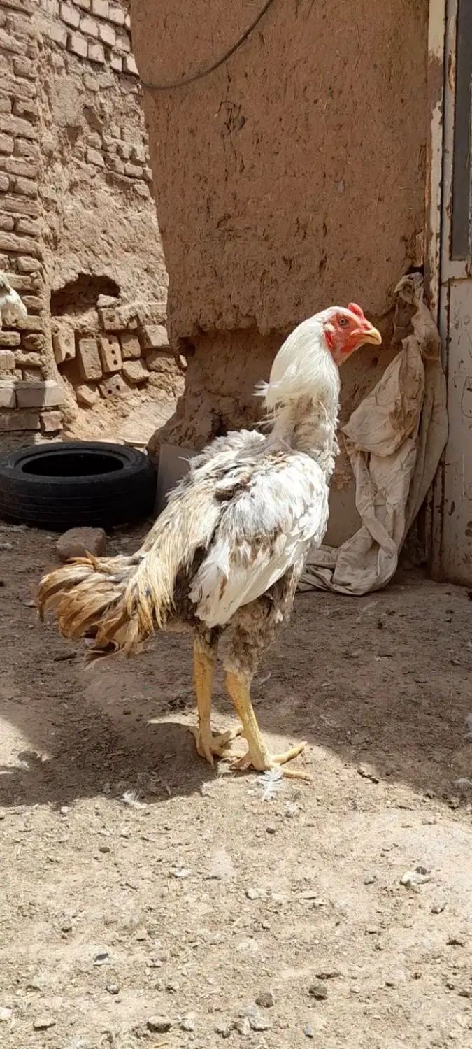 خروس لاری|پرنده|مشهد, ابوذر|دیوار
