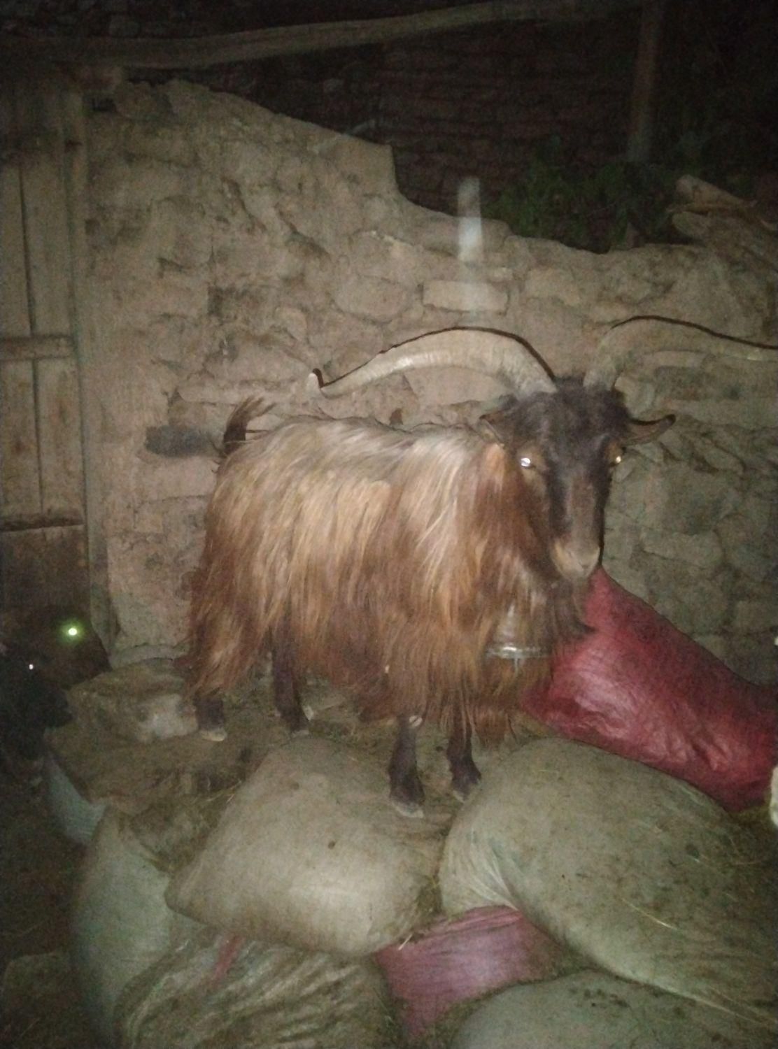 نربز|حیوانات مزرعه|چناران, |دیوار