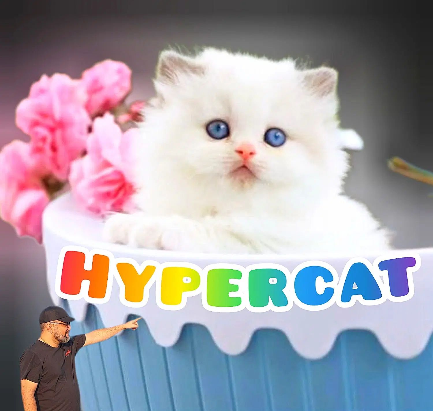 حر آ ج بی تکرار فقط در کلبه گربه های Hypercat|گربه|تهران, فرحزاد|دیوار