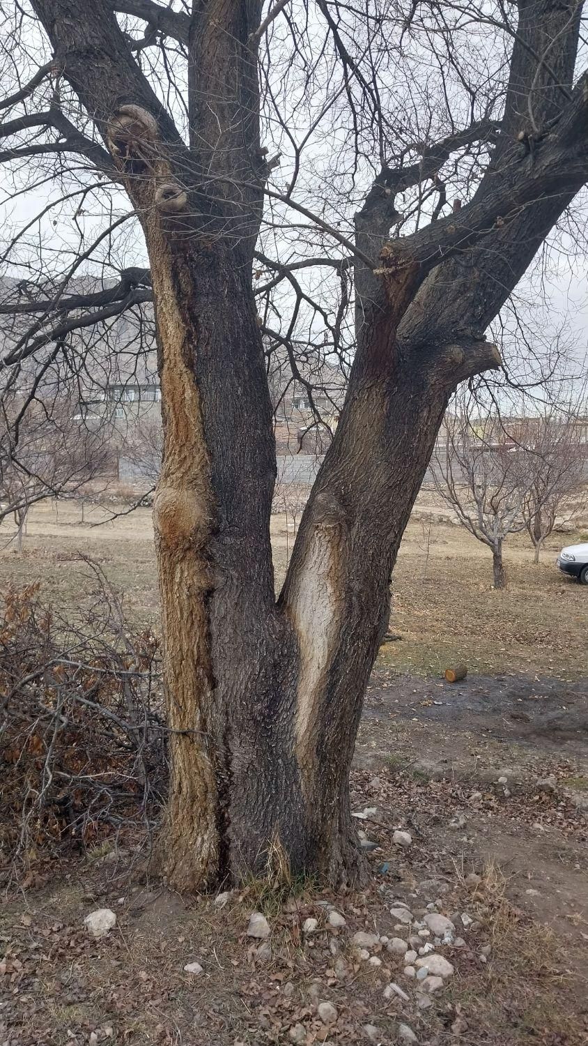 خرید درخت|خدمات باغبانی و درختکاری|ماکو, |دیوار