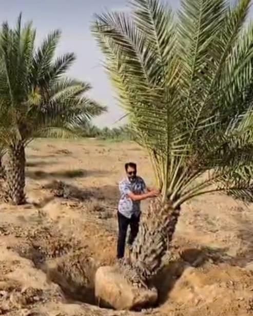 خریدار نخل با ریشه|خدمات باغبانی و درختکاری|برازجان, |دیوار