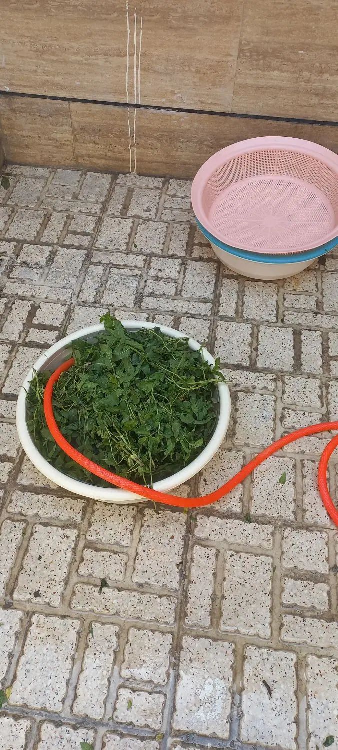 سبزی قرمه پیاز داغ سیرداغ|خوردنی و آشامیدنی|کرج, احدآباد|دیوار