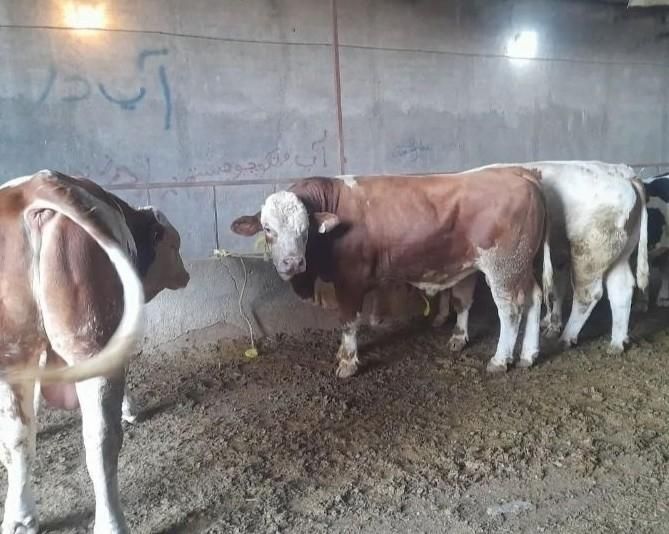 قصاب|خدمات پیشه و مهارت|زابل, |دیوار