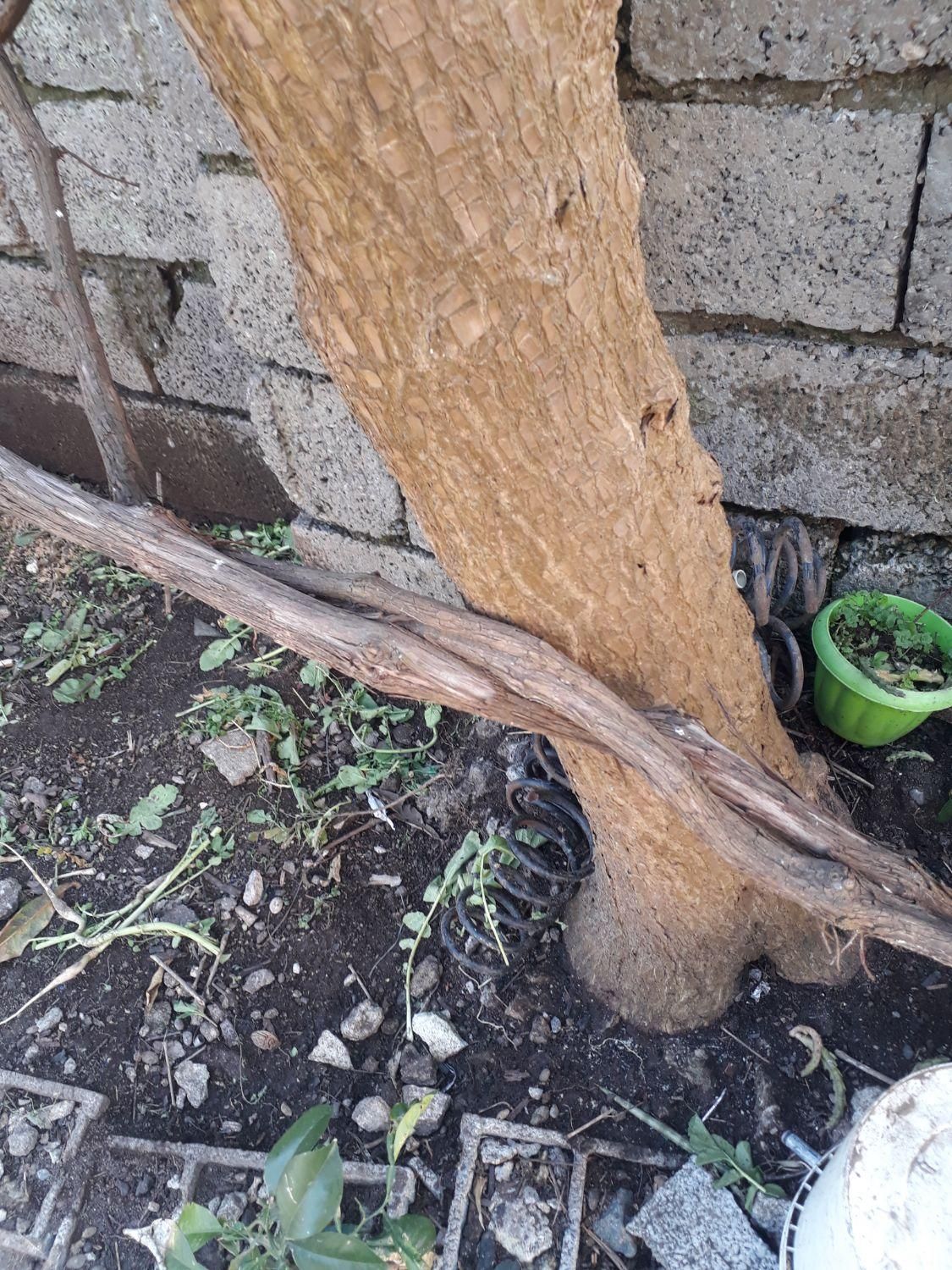 گل یوکا|گل و گیاه طبیعی|لاهیجان, آهندان|دیوار