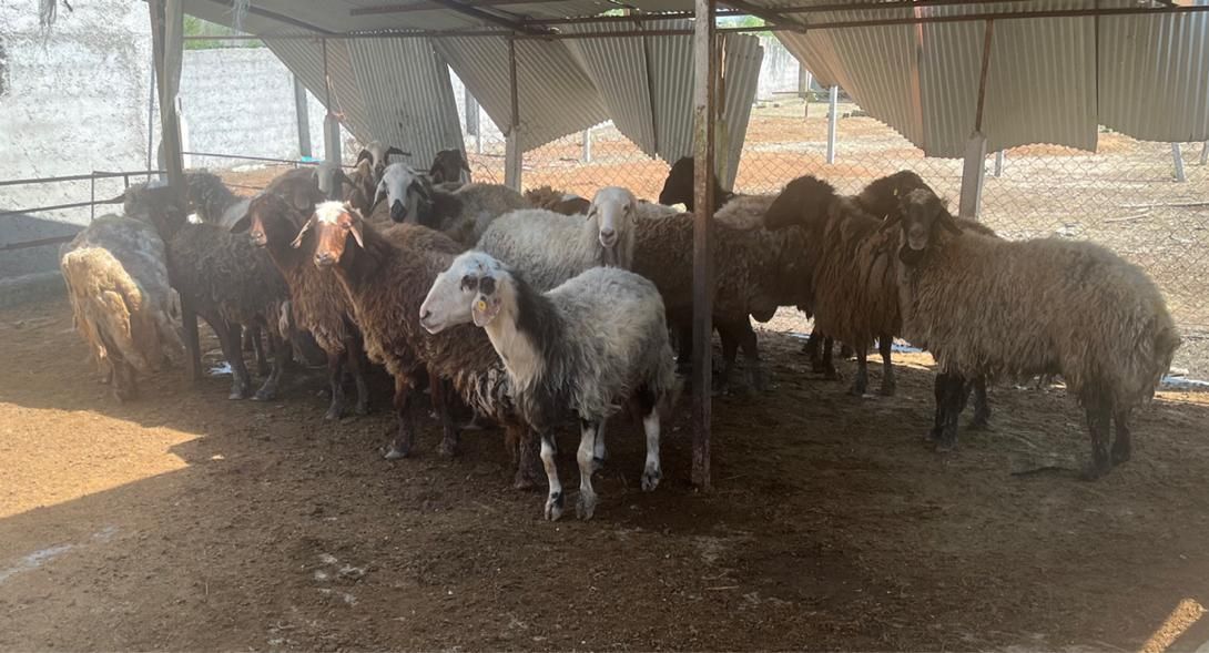 فروش دام زنده با قیمت استثنایی|حیوانات مزرعه|رشت, شهرک آیت الله منتظری|دیوار