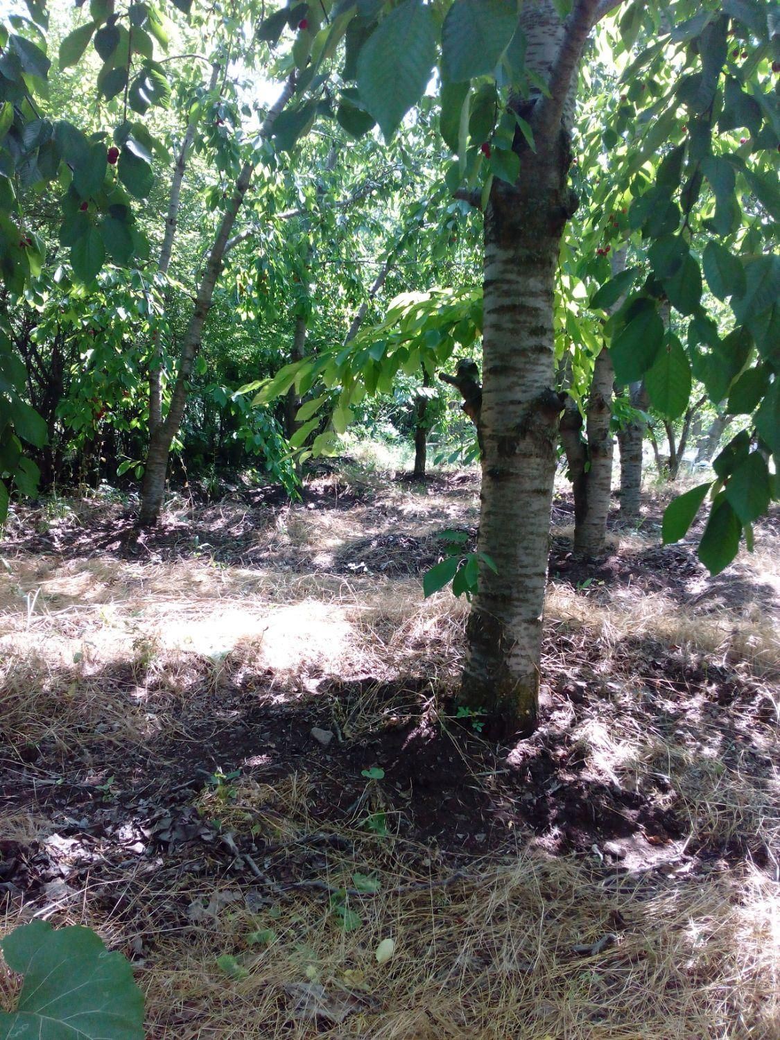 باغ ۴۰۰۰ متری در روستای ساربانک|فروش زمین و ملک کلنگی|قزوین, |دیوار