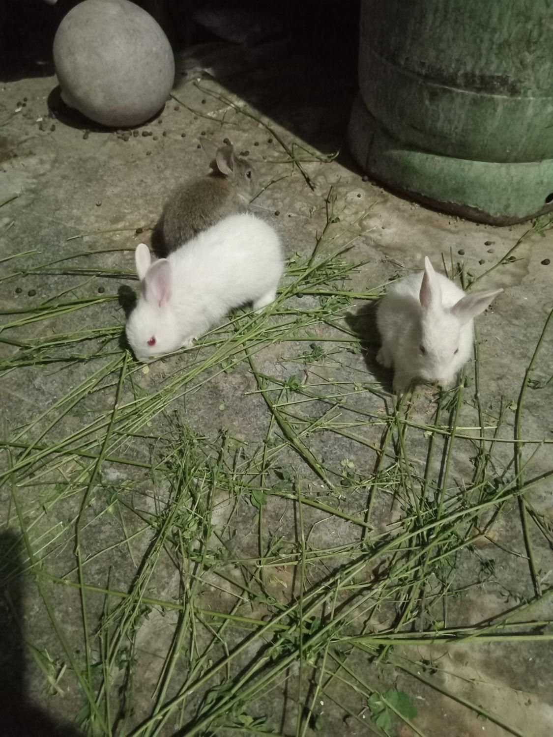 بچه خرگوش خیلی ناز|موش و خرگوش|زاهدان, |دیوار