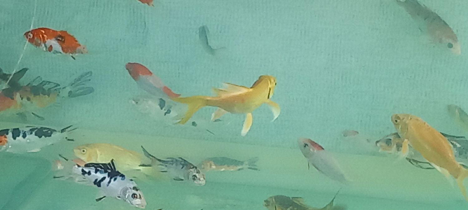 آکواریوم بزرگ با ماهی و لوازمات|ماهی|اصفهان, جلفا|دیوار