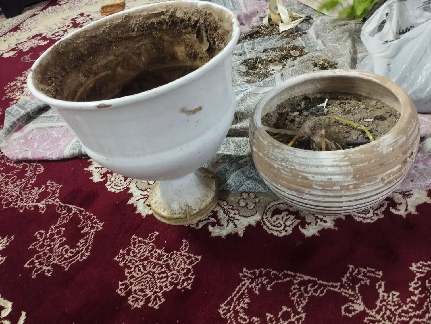 گلدون سفال|گل و گیاه طبیعی|مشهد, مصلی (کارمندان اول)|دیوار