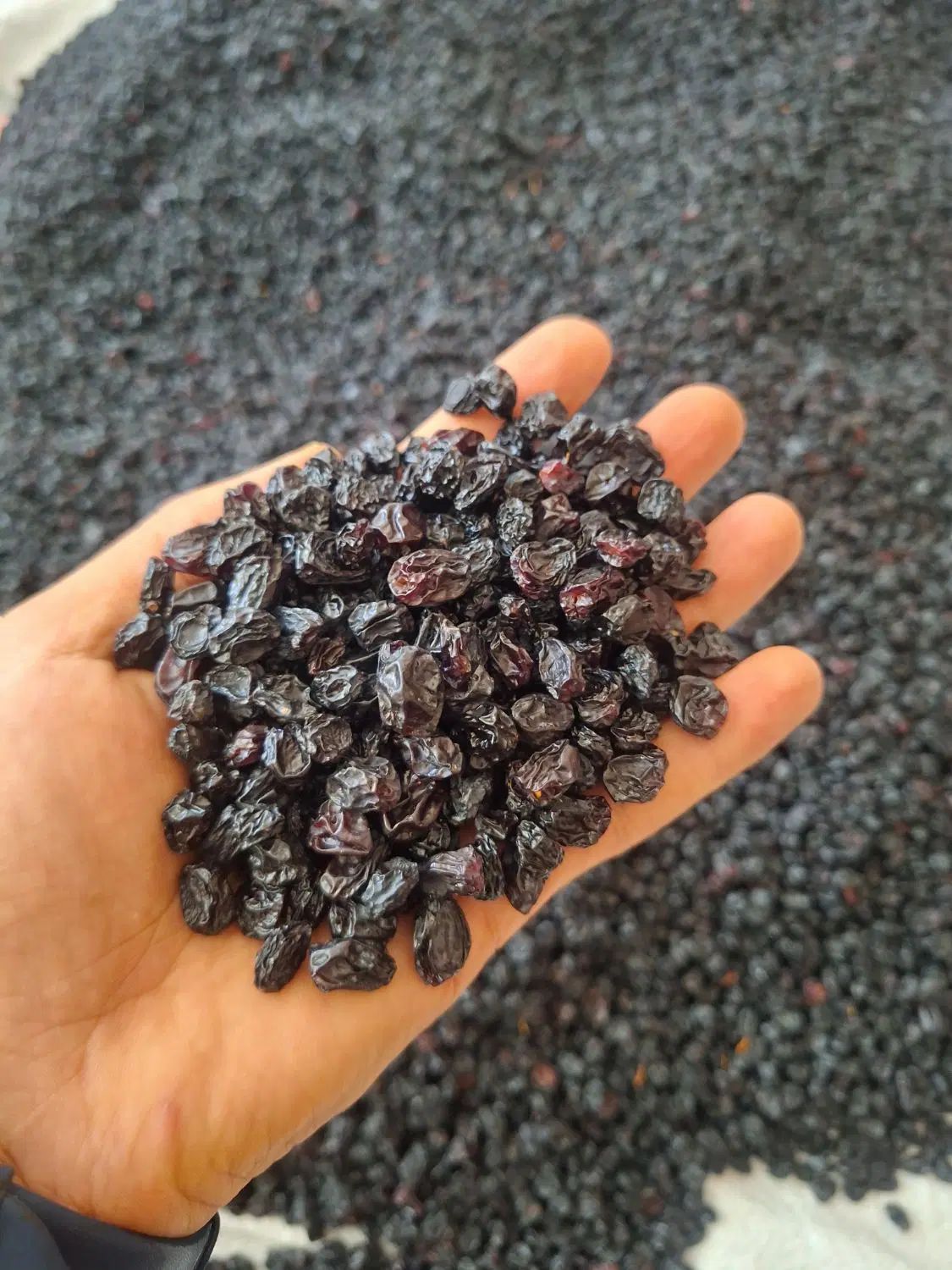 کشمش مویز درجه یک بدون هسته|خوردنی و آشامیدنی|تهران, فاطمی|دیوار