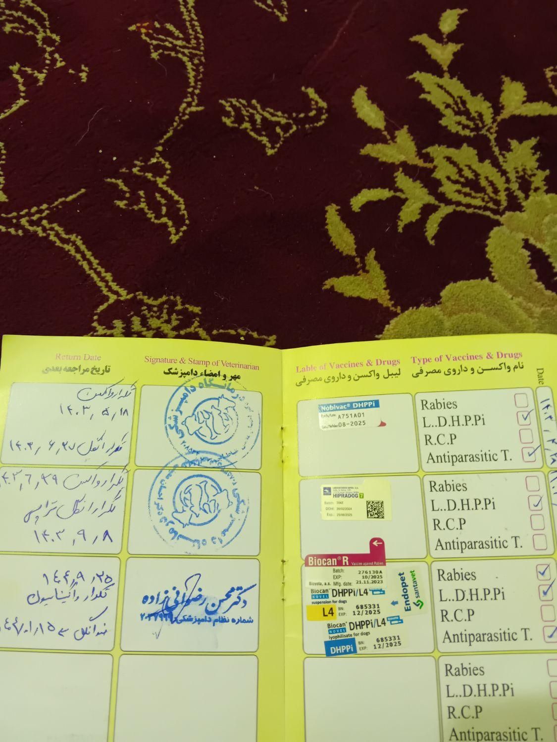 سگ اشپیدز روباهی|سگ|کرمانشاه, |دیوار