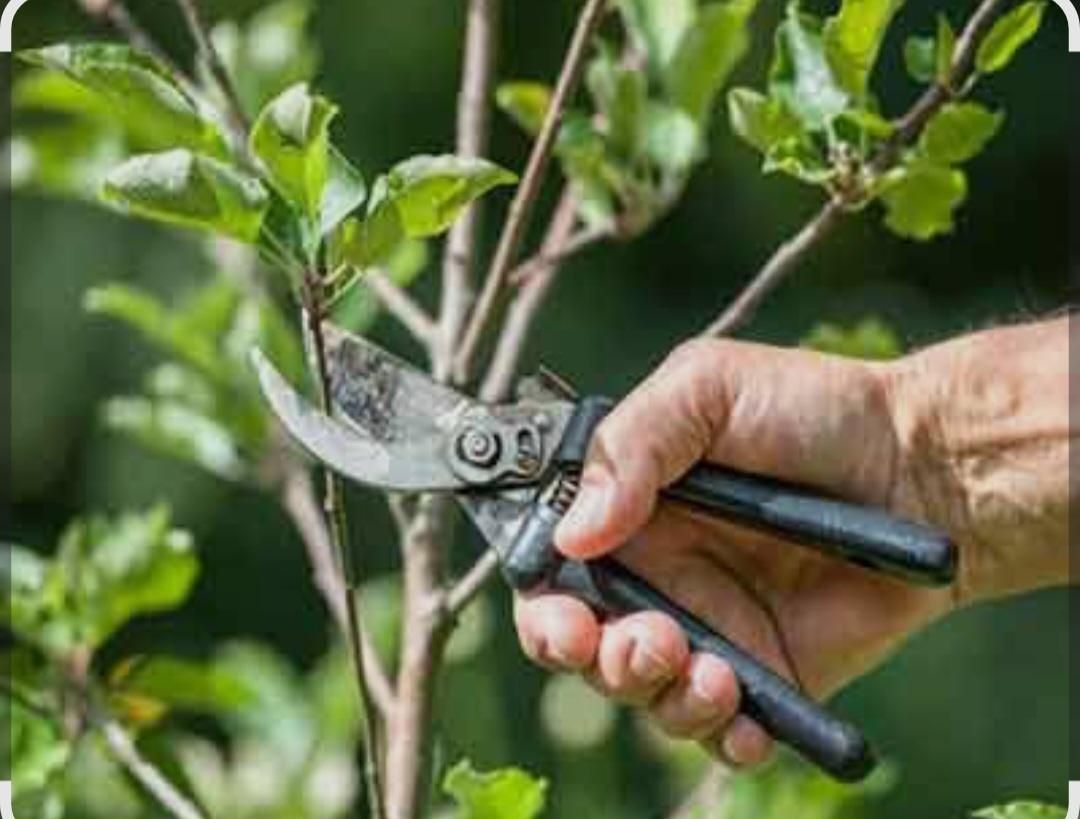 باغبانی و باغداری با تجربه بالا و مدرک کشاورزی|خدمات باغبانی و درختکاری|کاشان, فین بزرگ|دیوار