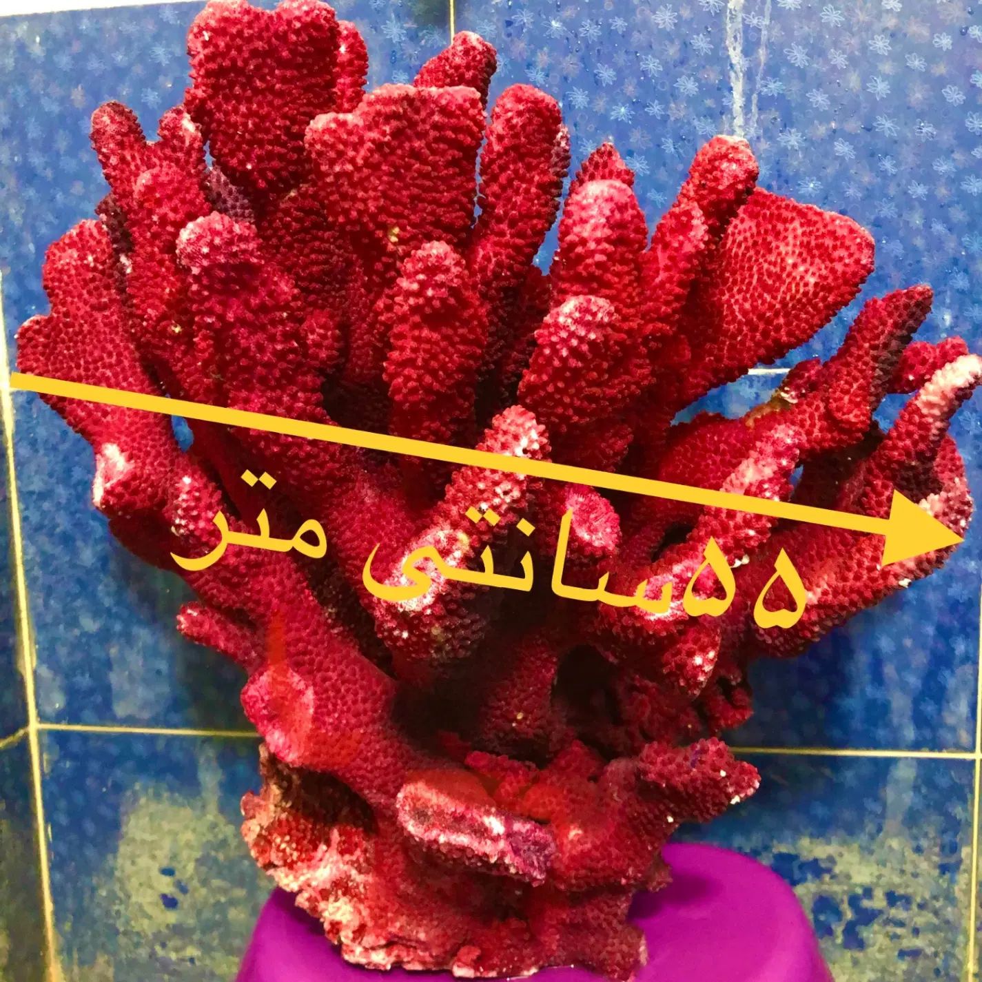 مرجان بزرگ ۱۶ کیلویی|ماهی|تهران, جردن|دیوار