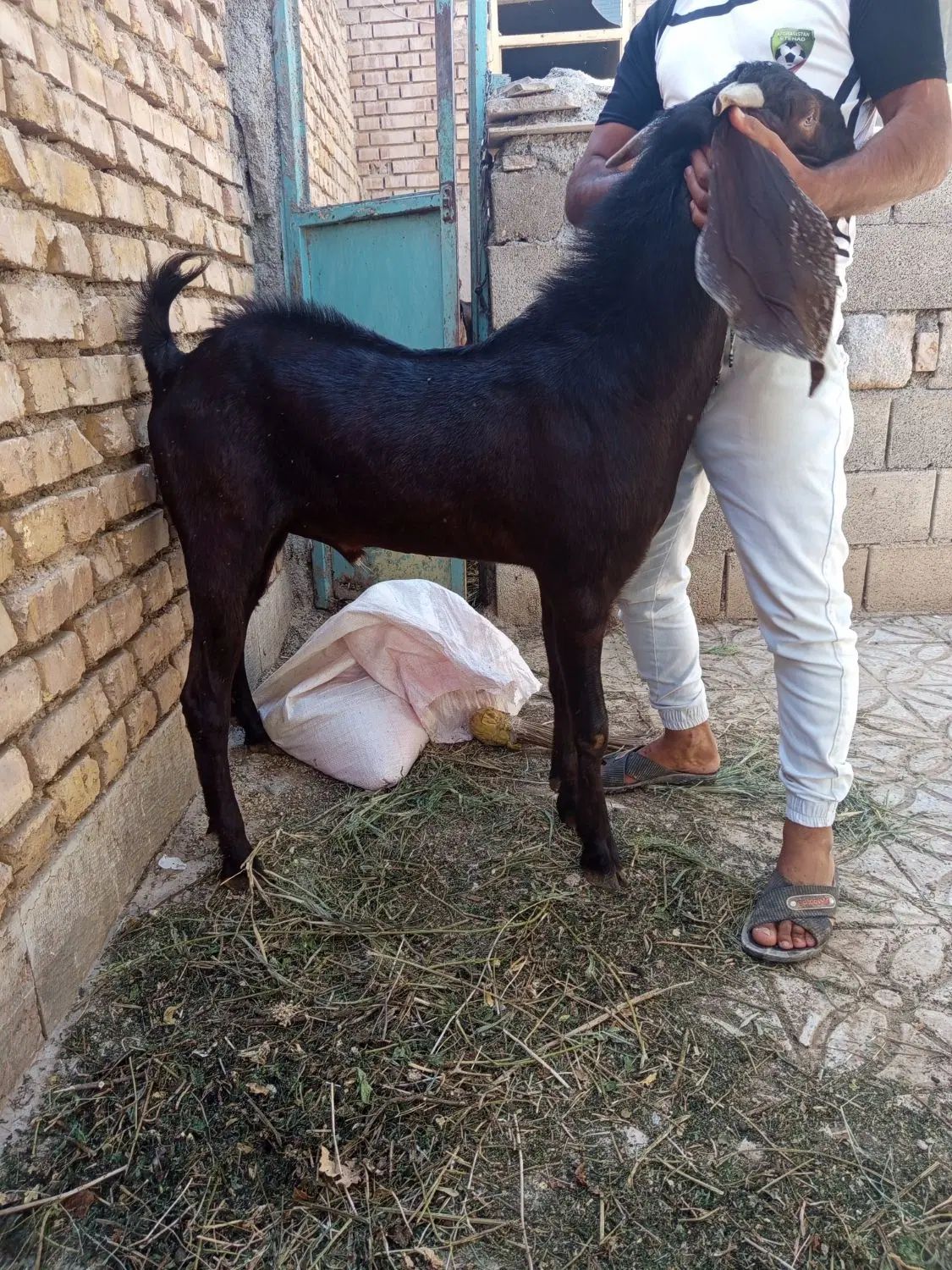 یک بز پاکستانی|حیوانات مزرعه|اصفهان, بهارستان|دیوار