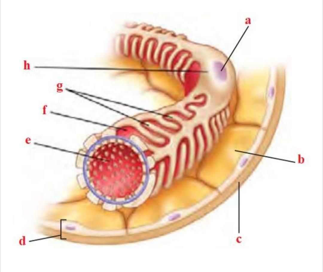 تدریس زیست شناسی کنکوری و تقویتی|خدمات آموزشی|کرج, فاز ۳ گوهردشت|دیوار