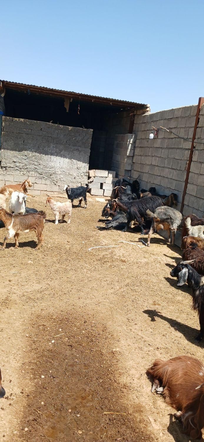 بز خشک|حیوانات مزرعه|کوهدشت, |دیوار