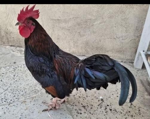 خروس اصل نژاد دار|حیوانات مزرعه|تهران, زنجان|دیوار