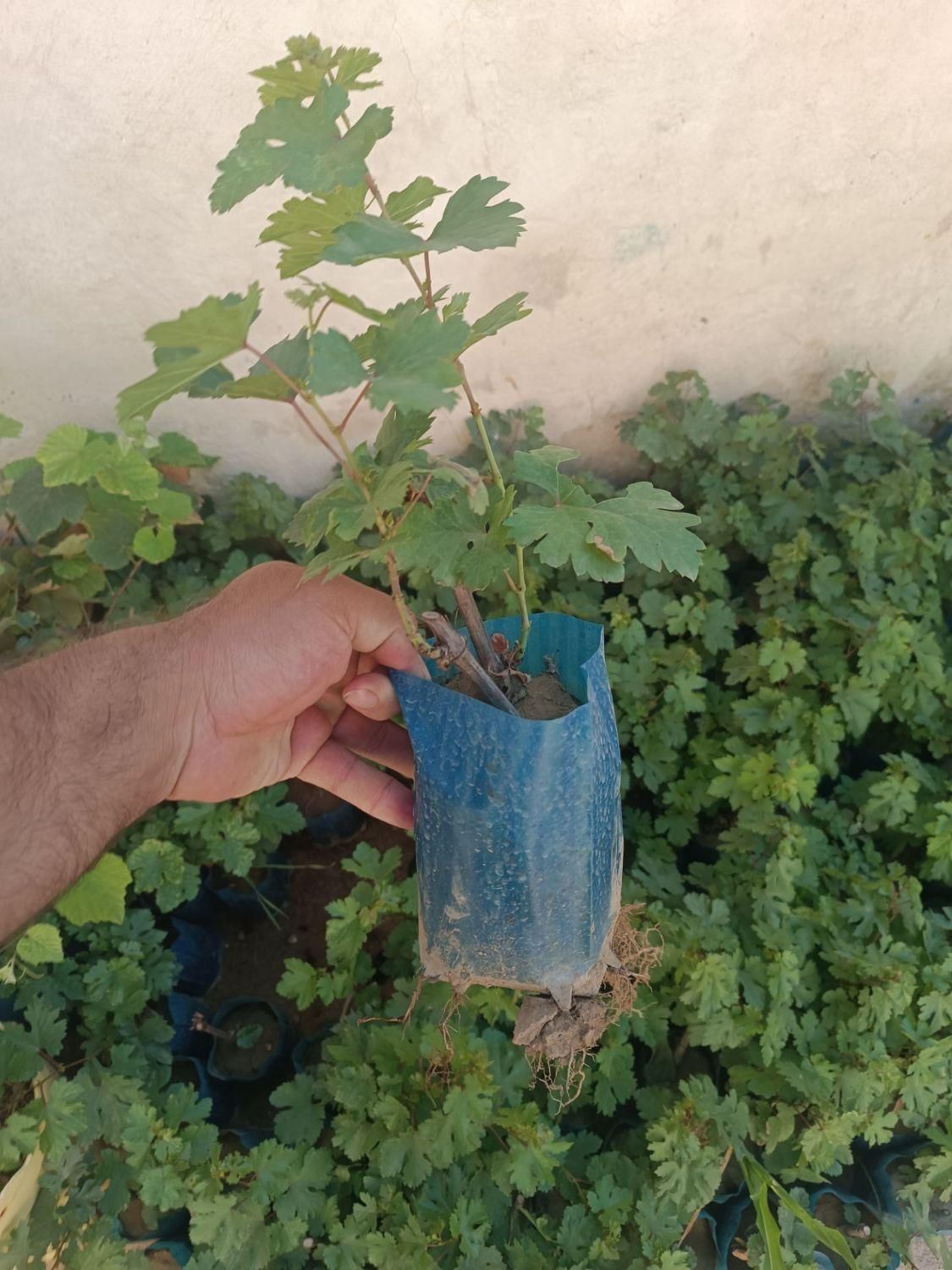 نهال وارداتی پسته|خدمات باغبانی و درختکاری|خوی, |دیوار