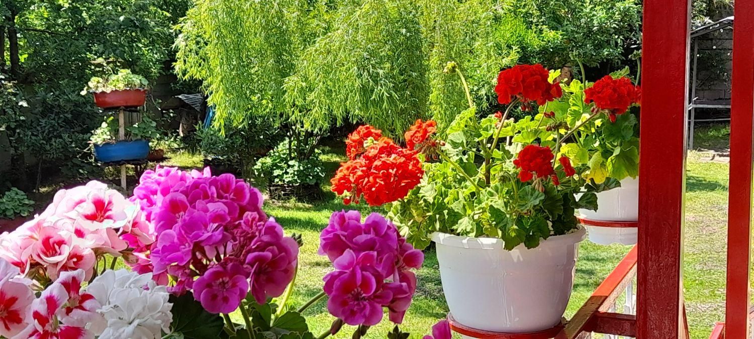 اجاره ویلا دوخوابه دربست با تمام امکانات رفاهی|اجارهٔ کوتاهمدت ویلا و باغ|ماسال, |دیوار