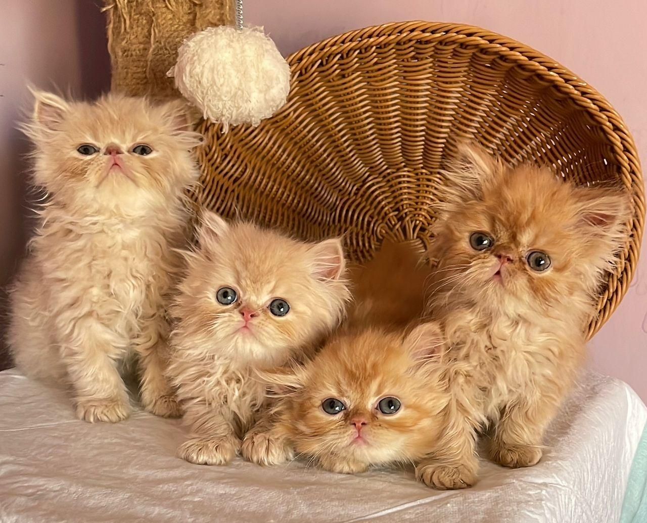 تعدادی گربه ملوس/واکسن زده/با تایید سلامت واصالت|گربه|تهران, شهرک غرب|دیوار