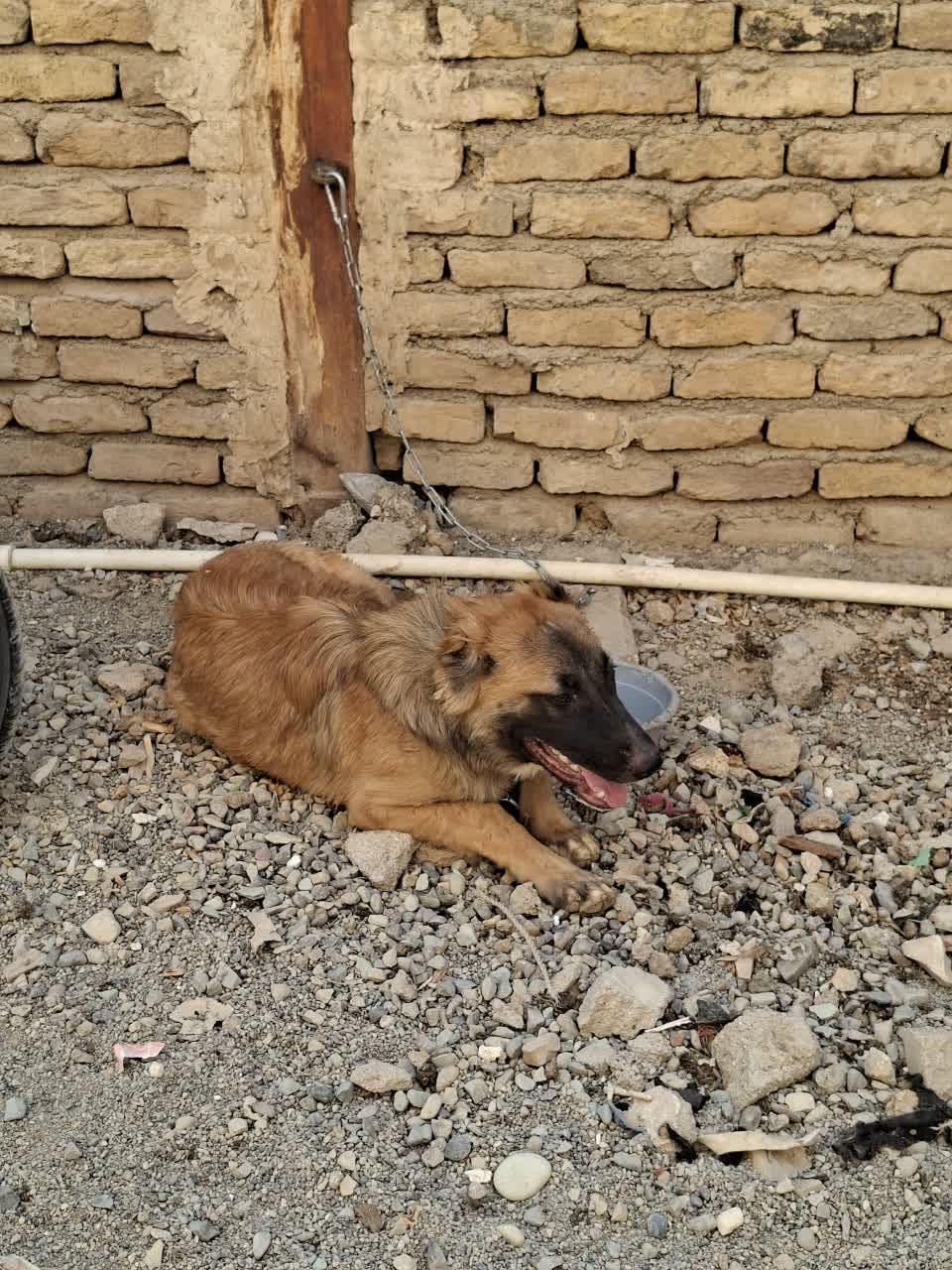 سگ نگهبان|سگ|قرچک, |دیوار