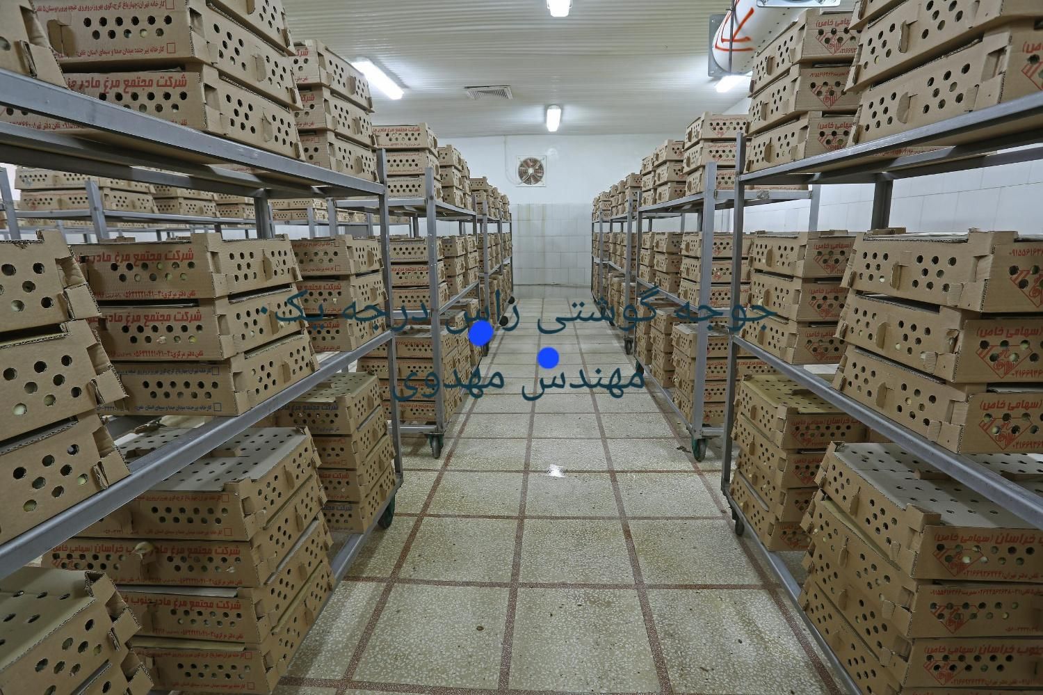 جوجه گوشتی یکروزه انواع نژاد|حیوانات مزرعه|گرگان, |دیوار