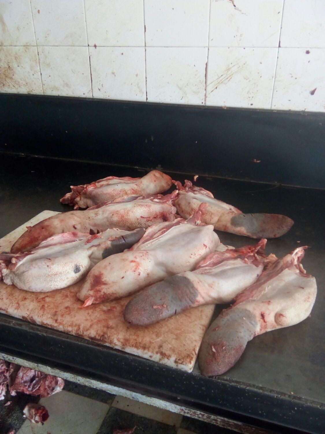 زبان گوساله مغز گوشت کله عمده|خوردنی و آشامیدنی|شیراز, شهرک امام حسن|دیوار