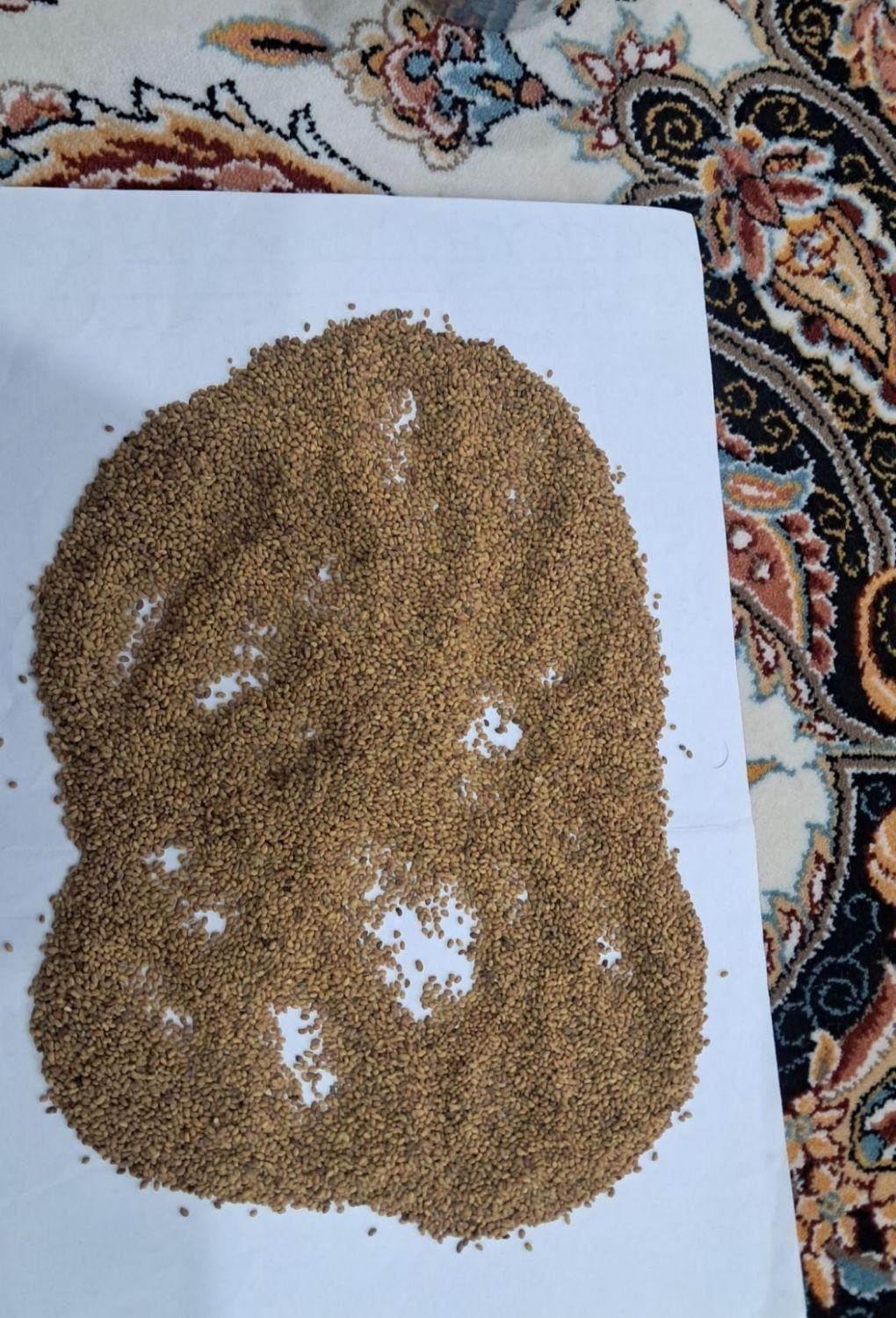 نمایندگی بذر یونجه پایه بلند موسوی|خدمات باغبانی و درختکاری|سقز, |دیوار