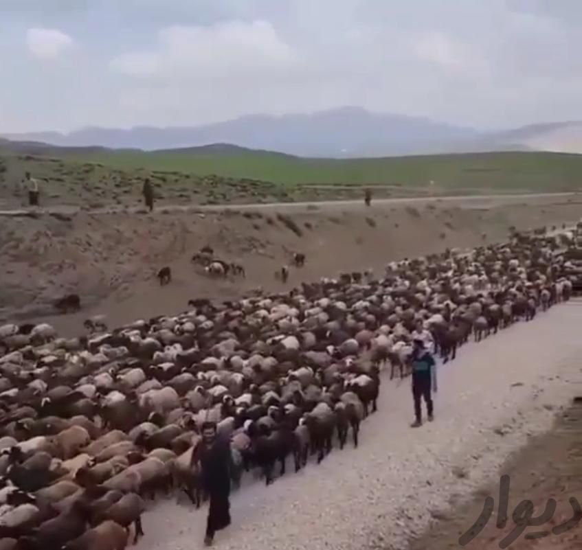 دامداری مجهز به ۵۰۰راس دام نرینه ماده سبک سنگین|حیوانات مزرعه|مشهد, توس (بلوار توس)|دیوار