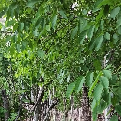 کارگر باغ کنترات|استخدام خدمات فروشگاه و رستوران|یاسوج, |دیوار