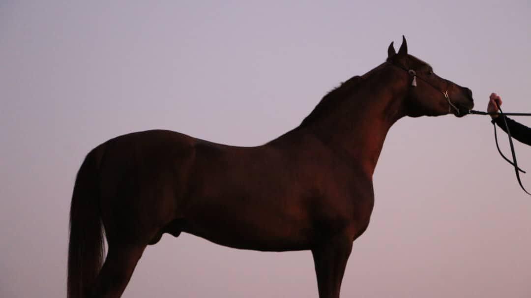 اسب اصیل عرب|اسب و تجهیزات اسب‌سواری|یزد, |دیوار