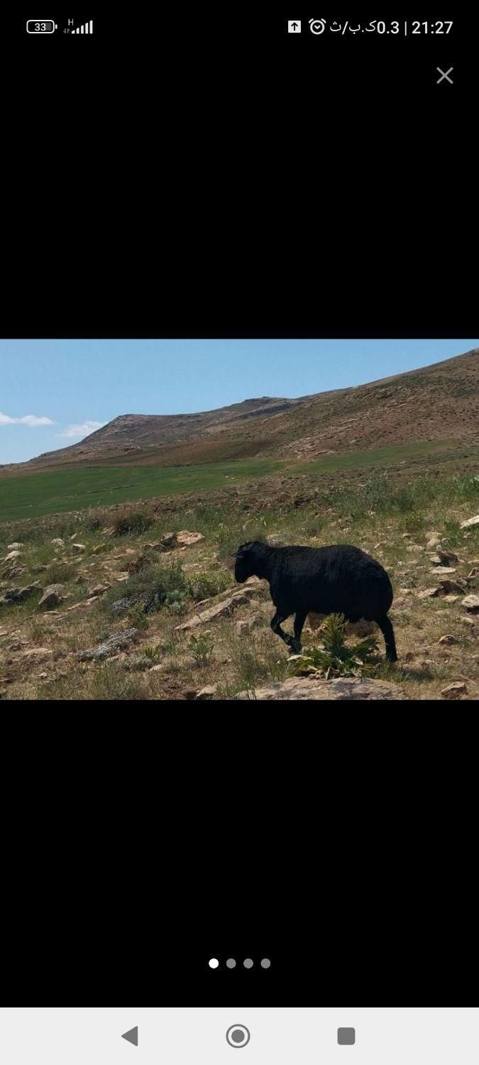 قوچ قره قزل روستای سقرچین زرین رود|حیوانات|قیدار, |دیوار