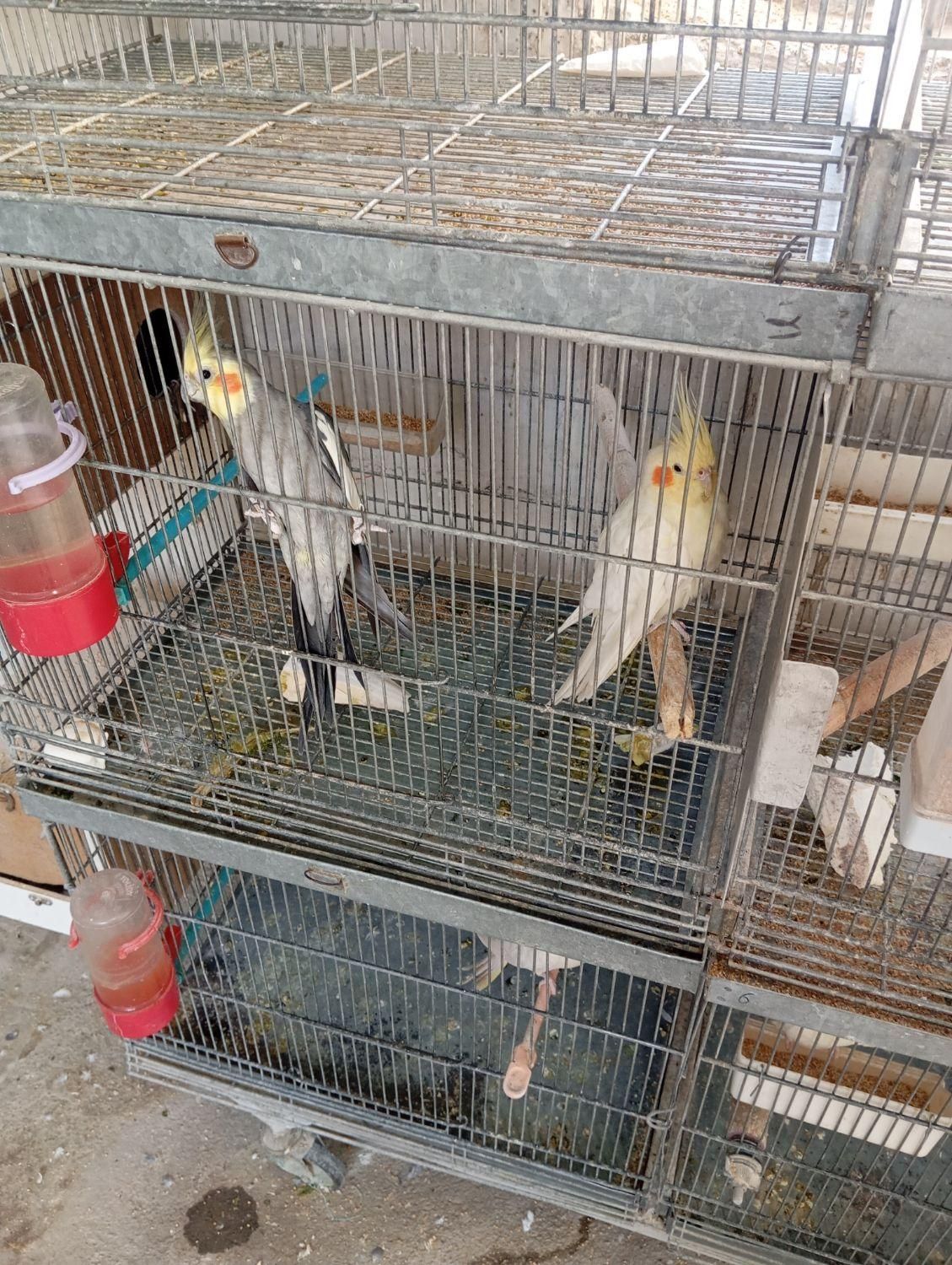 فروش عروس هلندی مولد کارداده|پرنده|ملارد, |دیوار