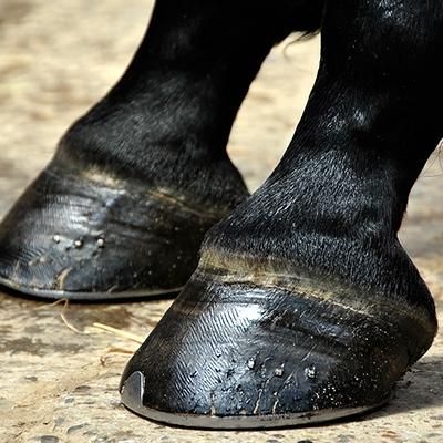 نعلبندی وقیار|اسب و تجهیزات اسب‌سواری|اصفهان, دهنو (محمدآباد)|دیوار