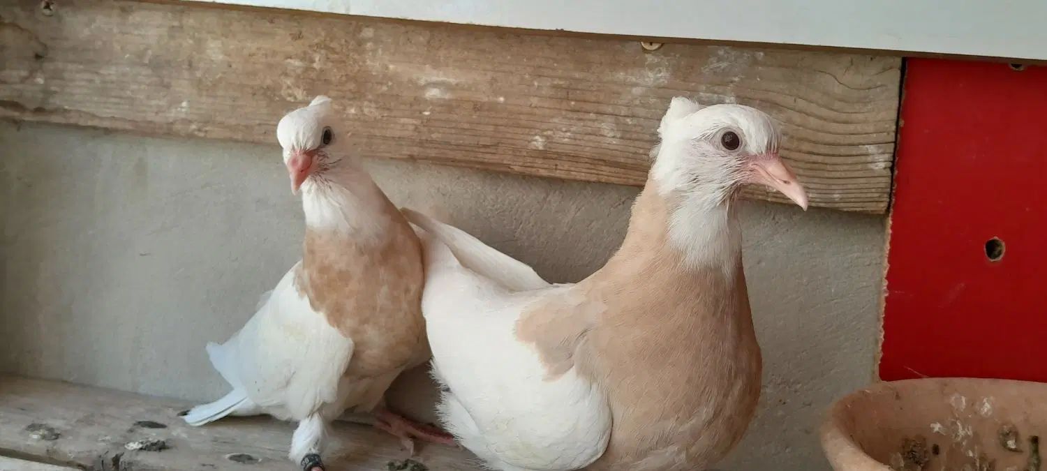 کبوتر جفت جوجه طوقی . خرقه.  سینه ای نر و ماده|پرنده|اصفهان, پروین|دیوار