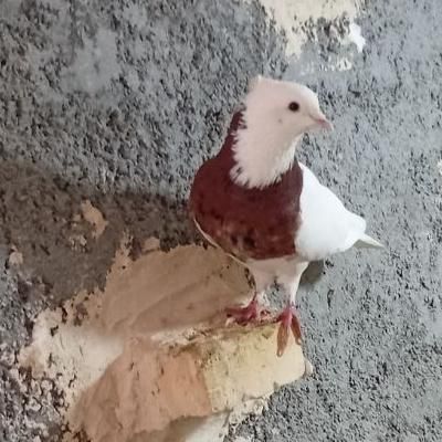 طوقی|پرنده|باغ ملک, |دیوار