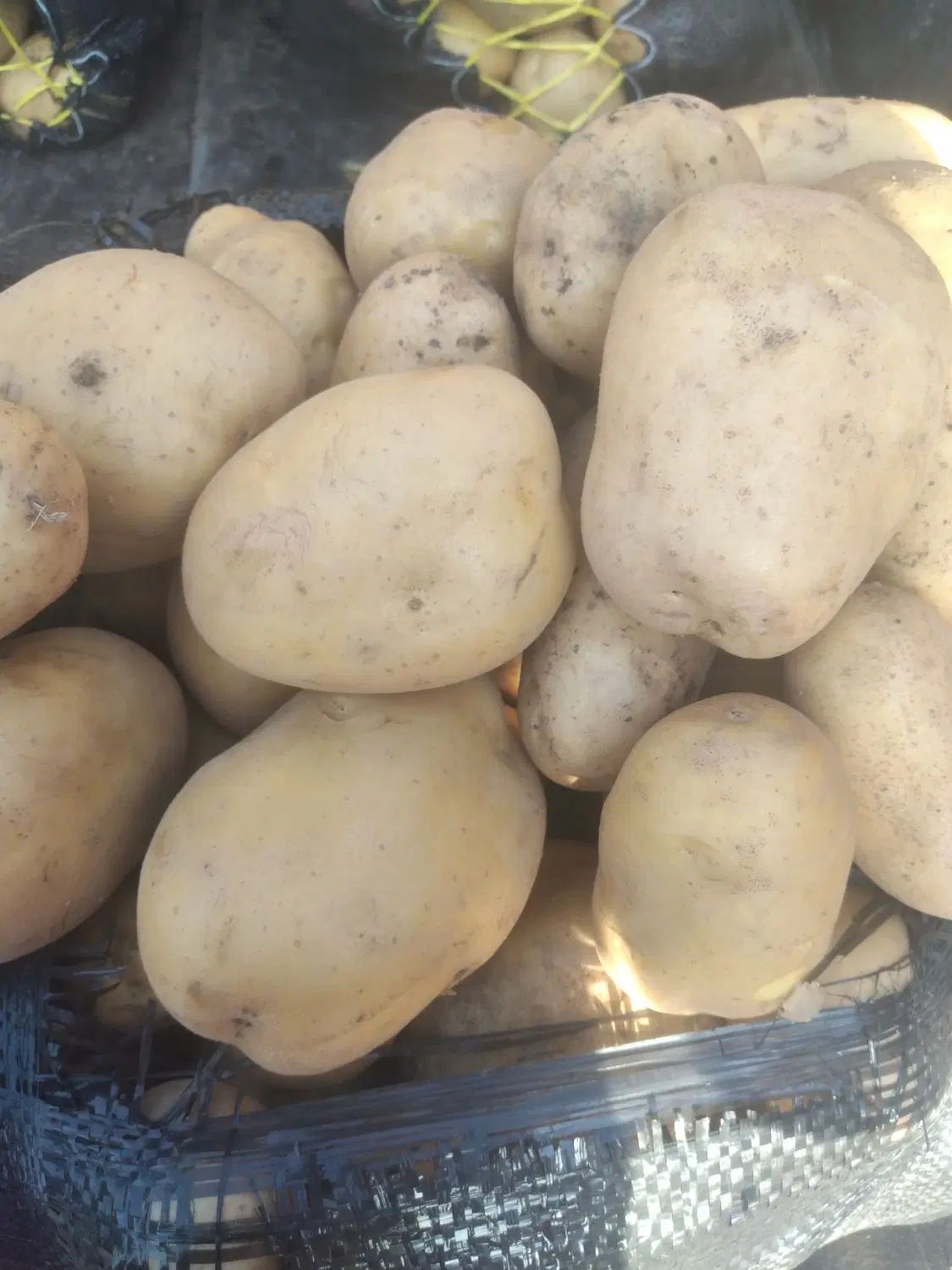 سفارش میوه ،سیب زمینی وپیاز به قیمت میدان تره بار|خوردنی و آشامیدنی|رشت, عینک|دیوار