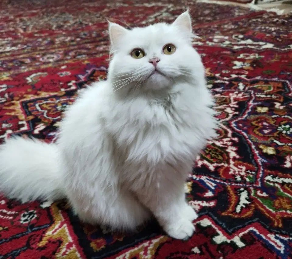گربه پرشین ۲ ماهه|گربه|تبریز, |دیوار