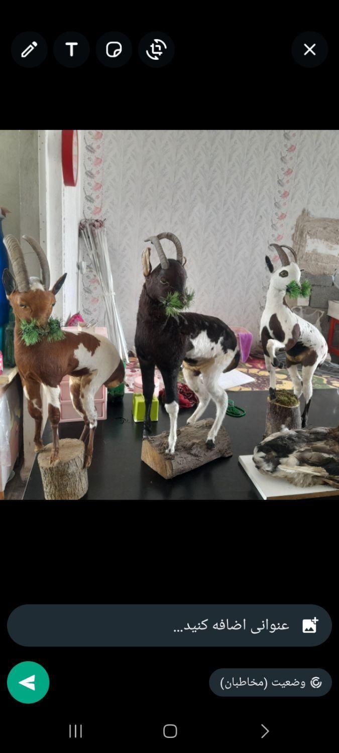 دکوری بزغاله|صنایع دستی و سایر لوازم تزئینی|تبریز, |دیوار