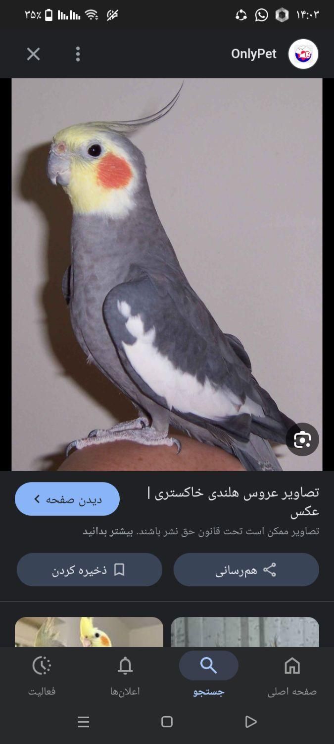 گمشده عروس هلندی در کرمان|حیوانات|کرمان, |دیوار