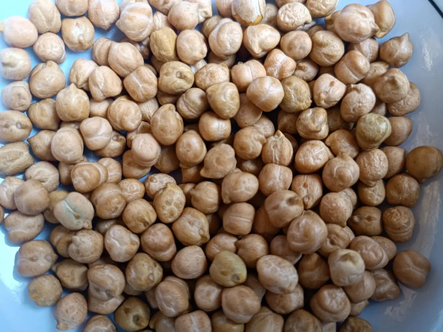 نخود عالی و درجه 1|خوردنی و آشامیدنی|اصفهان, خواجو|دیوار