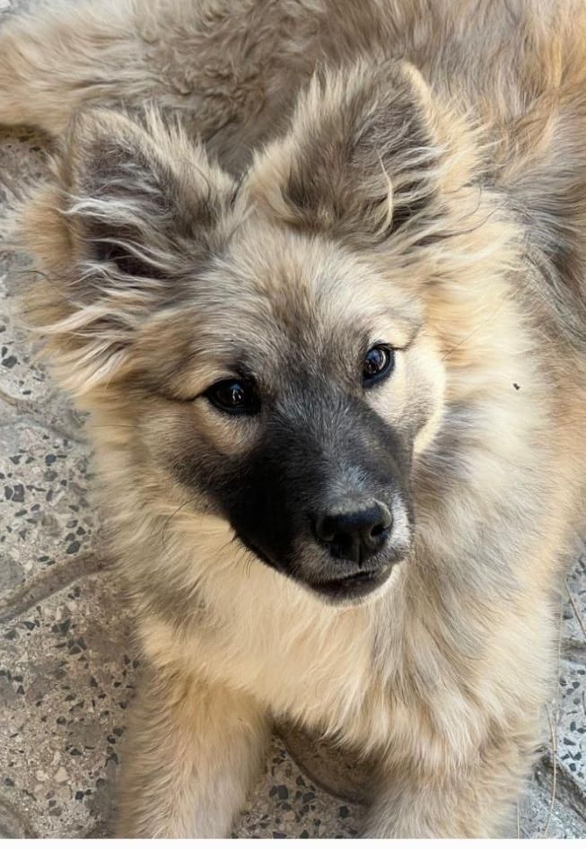 سگ اشپیتز نر|سگ|ارومیه, |دیوار