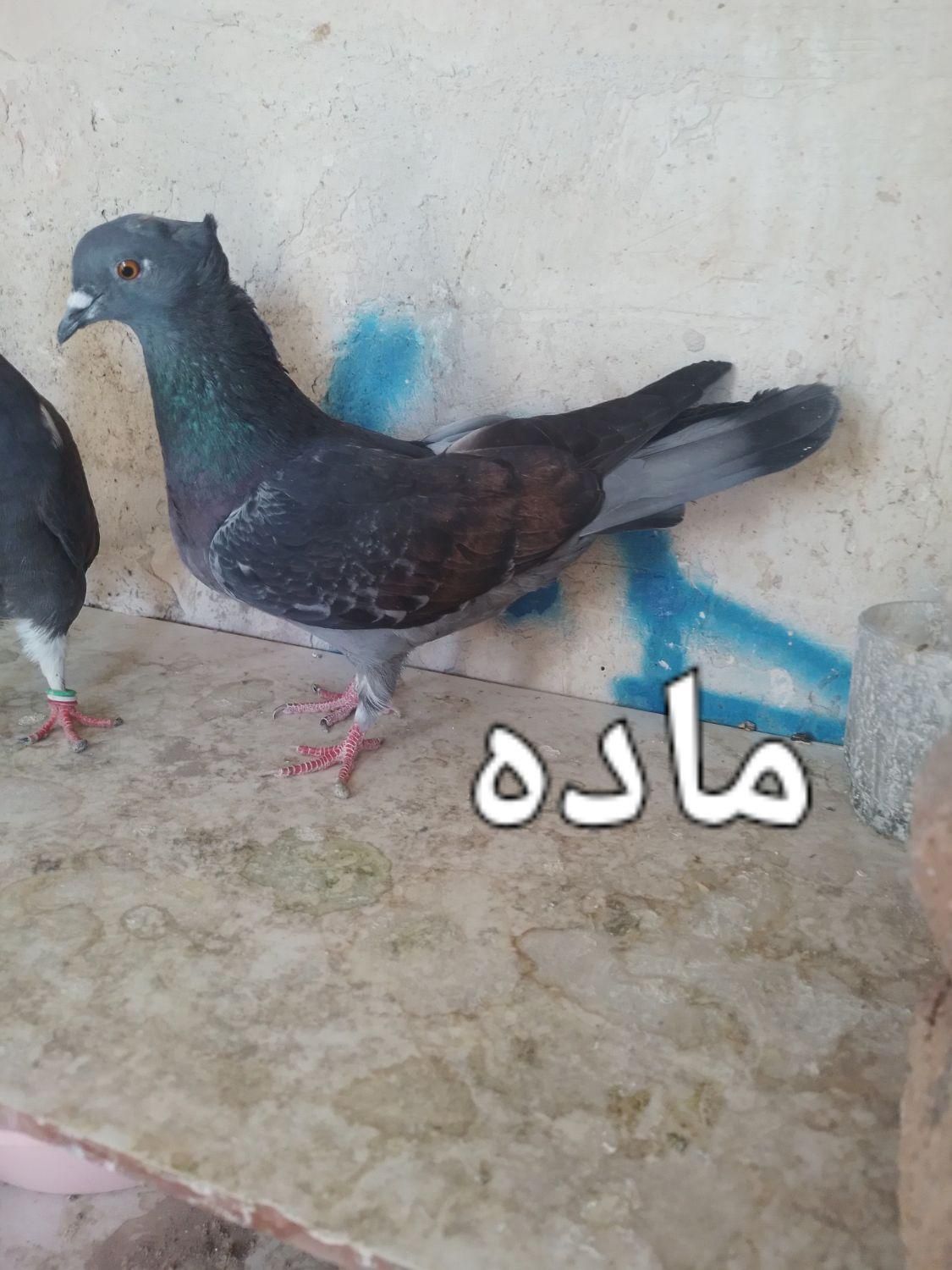 تعدادی کبوترو بوقلمون|پرنده|میانه, |دیوار