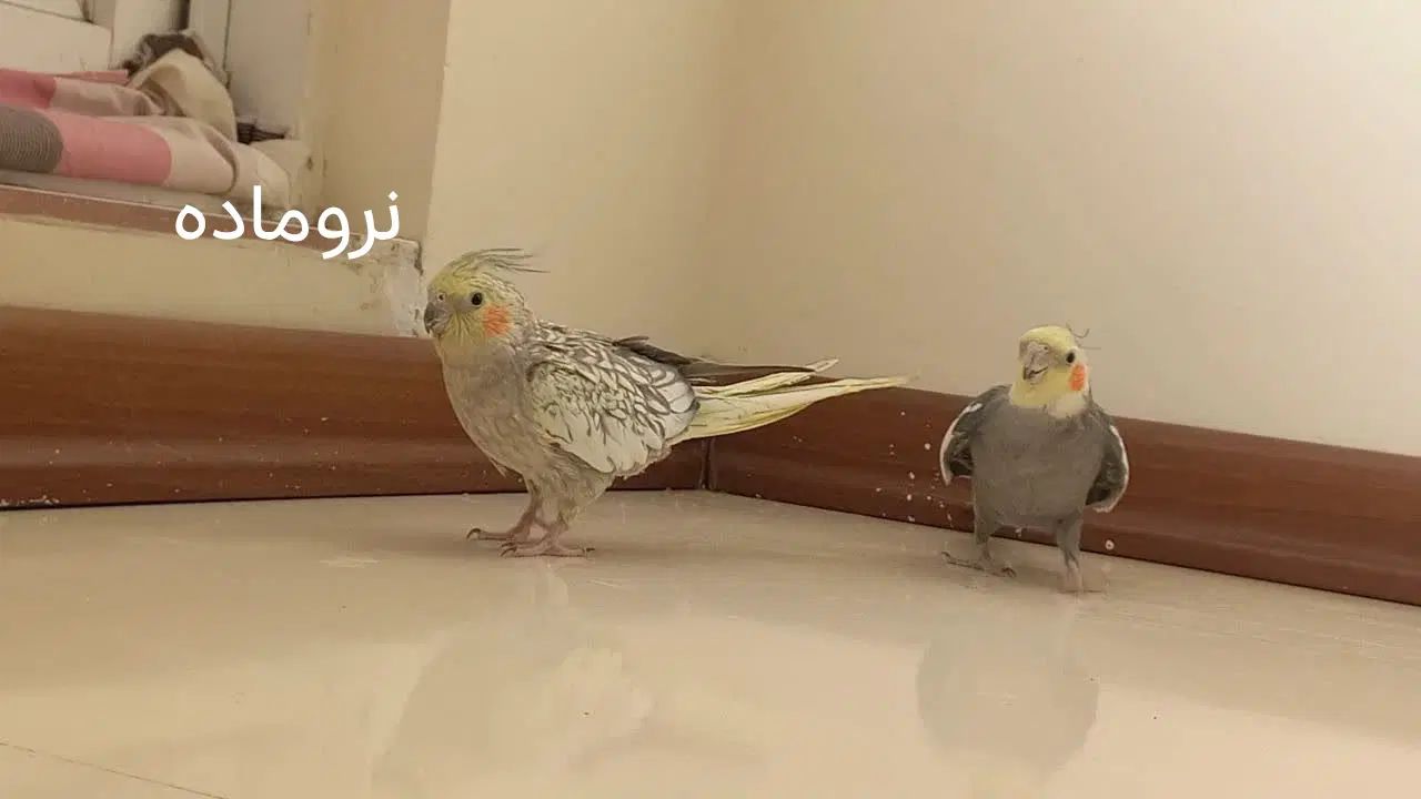 عروس هلندی نروماده|پرنده|مشهد, شهرک شیرین|دیوار