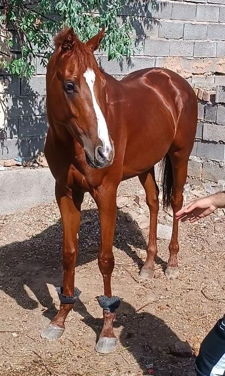 اسب نریان ۳ ساله|اسب و تجهیزات اسبسواری|مشهد, رباط طرق|دیوار