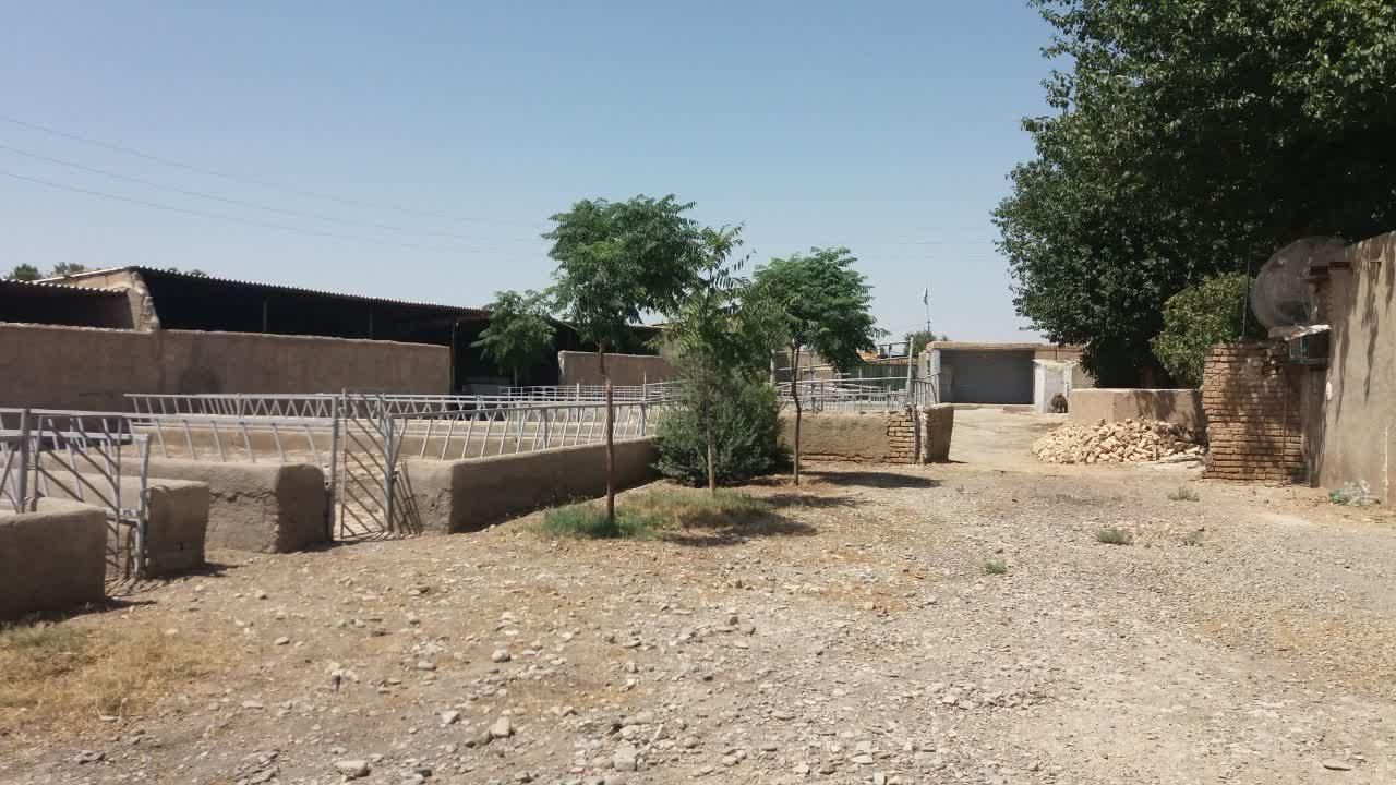 دامداری پرواری با سند ۶ دانگ  پروانه ۱۲۰ راسی|فروش دفتر صنعتی، کشاورزی، تجاری|ورامین, ورامین|دیوار